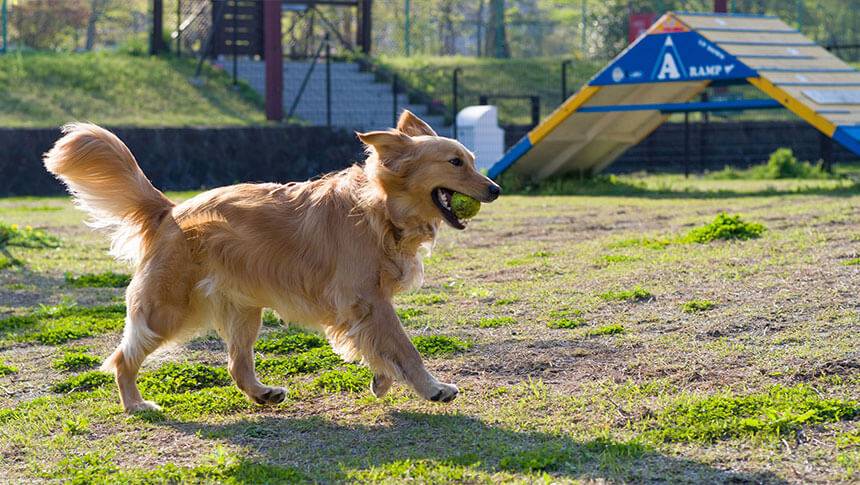 栃木県・那須の愛犬と泊まれるホテル「ホテルエピナール那須」の芝生ドッグランでボール遊びを楽しむゴールデンレトリバー