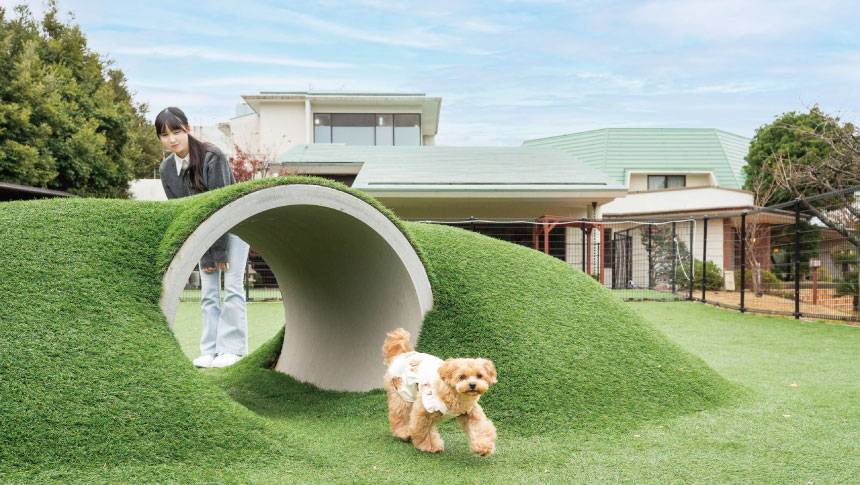 わんわんパラダイス伊豆高原のドッグランで芝生の上を歩く小型犬