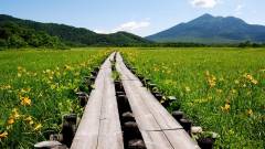 湿原の花と木道の風景｜ペンションシェルティ
