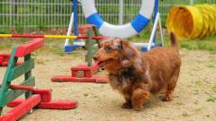 0530-slider04-shizuoka-animarepremium-dogrun