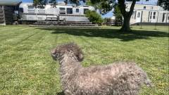 愛犬がのびのび遊べる芝生ドッグラン|千葉・館山 Frontyard
