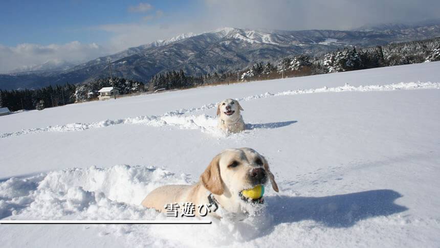 岐阜の雪原で愛犬たちが元気に雪遊びを楽しむ様子