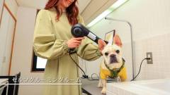 愛犬のセルフグルーミングルーム|コレドール湯河原Dog&Resort