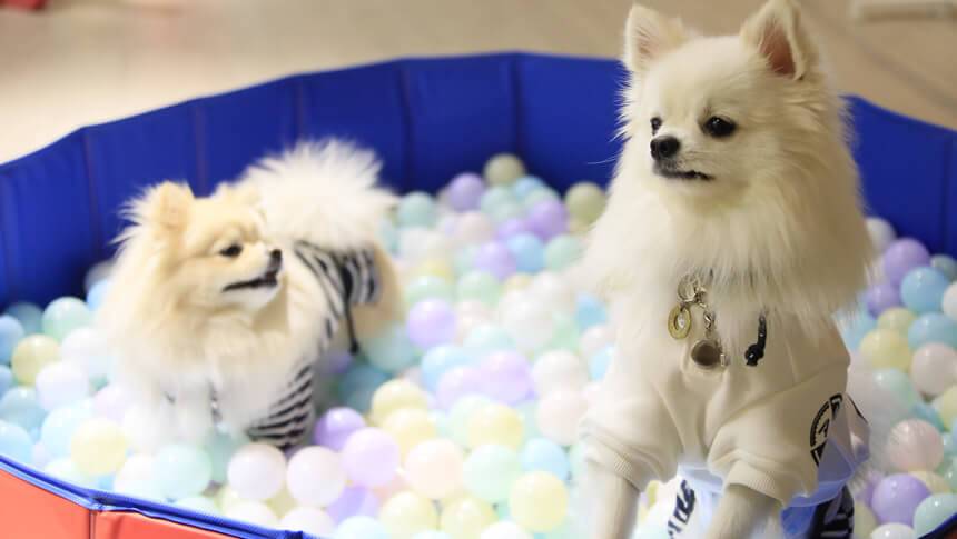 ゆるり西伊豆の屋内ドッグランにある愛犬用ボールプール
