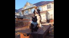 1213-top02-nagano-mori-no-pension-wanlife-exterior-and-dog-cat