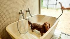 愛犬用バスを完備|箱根の犬と泊まれるレジーナリゾート箱根雲外荘