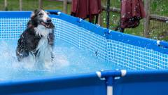 1218-slider05-tochigi-hotel-foresthills-nasu-dog-pool