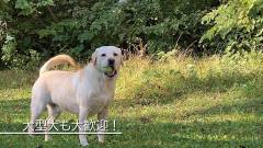 大型犬も大歓迎！｜ラボランドくろひめ