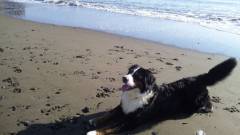 1324-slider12-shizuoka-kazamidori-A-dog-playing-in-the-sea
