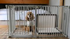 1649-slider05-nagano-inutei-sky-terrace-suwa-Cage-and-dog-toilet-provided