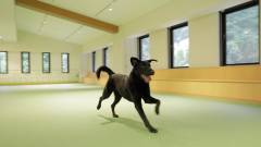 1430-slider08-kanagawa-regina-resort-hakone-sengokuhara-indoor-dog-run