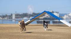 浜名湖で犬と泊まれる宿の屋外ドッグラン|わんわんパラダイスホテルの湖畔プレイエリア