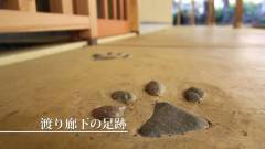 0527-slider01-shizuoka-nagominoinuyado-mutsumian-Covered-walkway