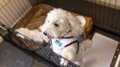 1519-slider11-yenns-marina-inn-mashiki-condo-hotels-dog