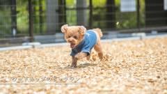 ウッドチップのドッグラン|愛犬と泊まれるコレドール湯河原Dog&Resort