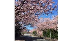 1221-slider12-shizuoka-nikomamechi-cherry-blossom-lined-avenue