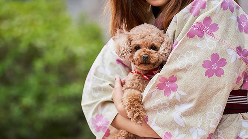 浴衣姿の女性に抱かれた小型犬｜石川県のペットと泊まれる宿わんわんリゾート粟津