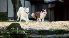1636-slider05-akagi-futokoro-dogrun