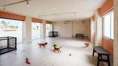 1366-slider09-chiba-andwan-kujyukuri-indoor-dog-run