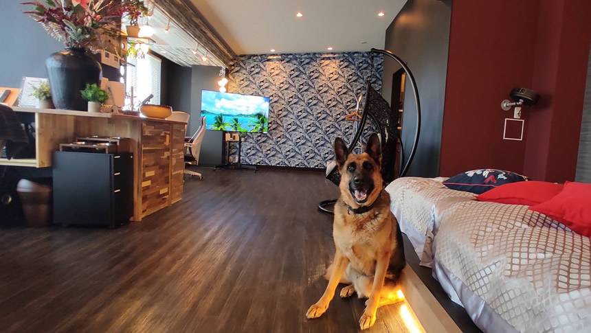 箱根強羅グアムドッグ本店の客室でくつろぐ愛犬と広々としたベッドルーム