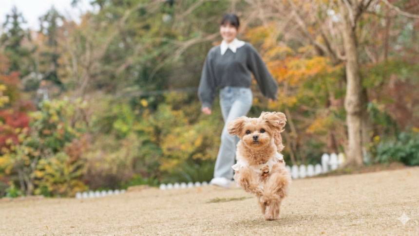 わんわんパラダイス伊豆高原のドッグで遊ぶ小型犬