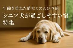 pet-yado-feature-senior-dog