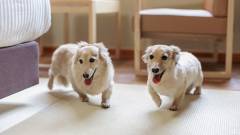 1639-slider07-wanwanparadise-naraikoma