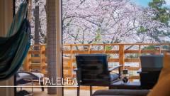 1581-slider04-yugafuizu-halelea-Cherry-blossoms-visible-from-the-room