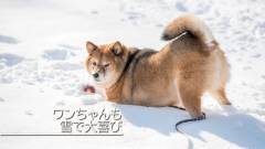 雪遊びも楽しめる｜ワンちゃん大喜び