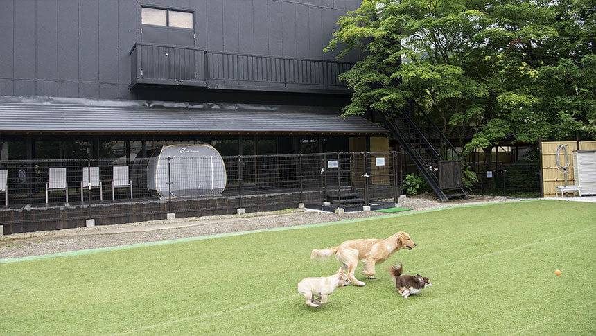 栃木県・鬼怒川にある愛犬と泊まれる温泉宿「鬼怒川絆」の屋外ドッグラン（芝生）。ゴールデンレトリバーやチワワが走る様子