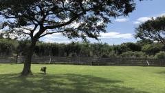 愛犬と自由に遊べるプライベートドッグラン|千葉・館山 Frontyard