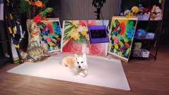 箱根・強羅｜愛犬の思い出を残せる箱根強羅グアムドッグ本店のフォトスタジオ