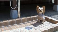 1251-slider09-tochigi-pension-furari-dog-paw-washing-station