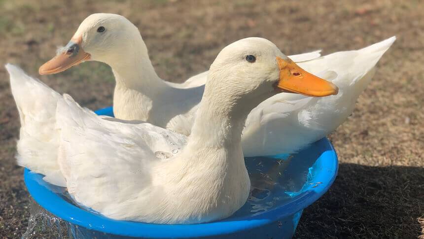 静岡県・伊豆高原にある愛犬と泊まれる宿「にこまめち」看板あひる（コールダック）の水浴び風景