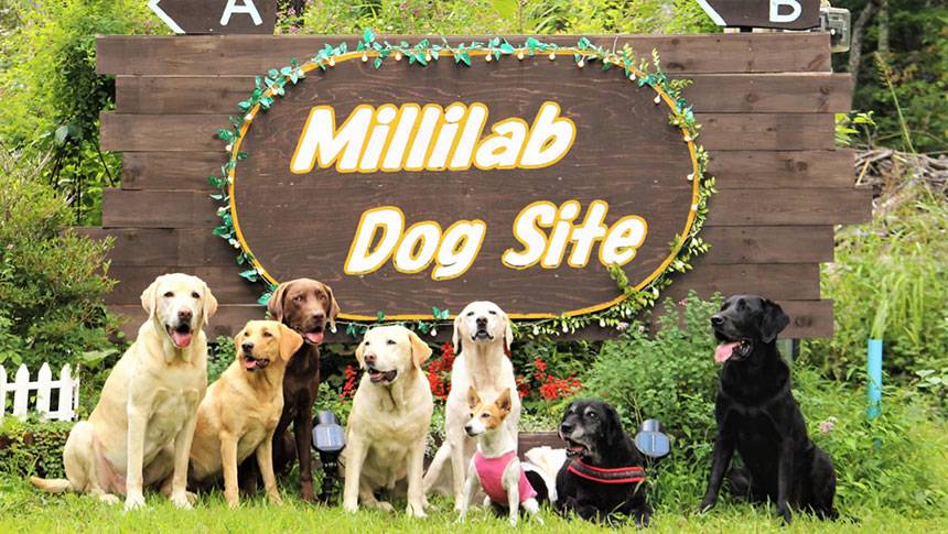 群馬県・北軽井沢の犬と泊まれる宿「ミリーズラブ」｜「Millilab Dog Site」と書かれた木製の大きな看板の前に並ぶ、ラブラドール・レトリバーを中心とした8頭の犬たち。
