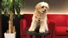 ロビーでポーズを決めるわんちゃん｜ホテルイルヴェルデ京都で愛犬と過ごす癒し旅