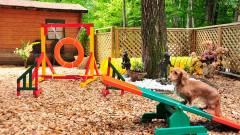 1062-slider11-tochigi-animale-premium-in-nasu-dog-run