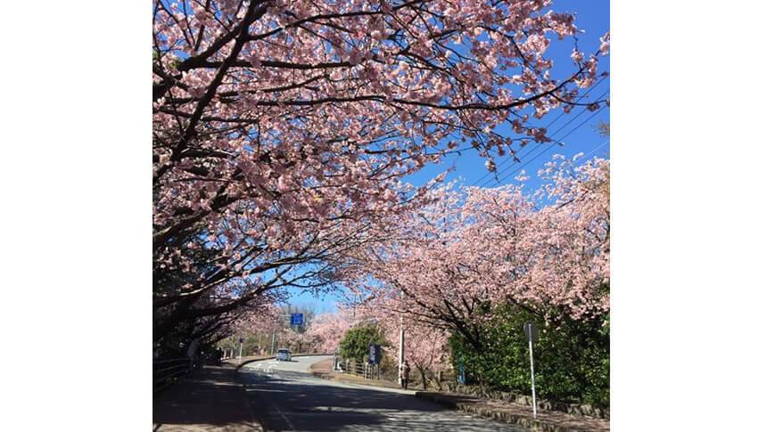 静岡県・伊豆高原にある愛犬と泊まれる宿「にこまめち」周辺の観光名所である満開の桜並木通り
