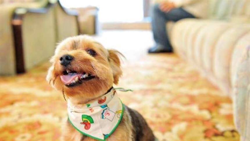 犬と泊まれる群馬県の宿｜草津・尻焼・花敷｜ペットと一緒に清潔な旅館でゆったり過ごしたい、かけ流しの天然温泉にゆっくりつかりたい、そのようなご要望に「音雅」はお応えします。！草津温泉　音雅（おんが）