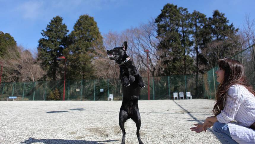 わんわんパラダイス鳥羽の屋外ドッグランで愛犬と遊ぶ様子