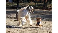 大型犬も小型犬も楽しく遊べるドッグラン｜那須高原ハートヒルズ