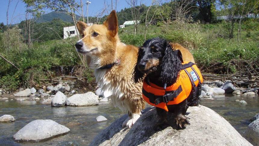 川の岩の上に並ぶ2頭の犬とオレンジ色のライフジャケット