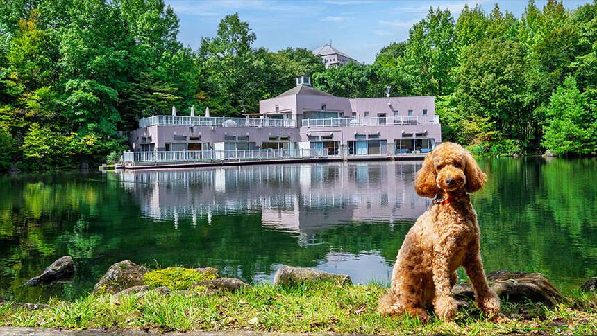 栃木県・那須の愛犬と泊まれるホテル「ホテルエピナール那須」のテラス棟（ペットホテル）と池を背景にお座りするトイプード