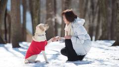 愛犬と楽しむ八ヶ岳の雪景色|山梨の犬と泊まれる宿