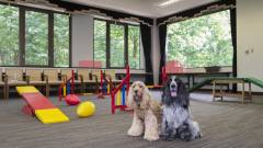 1391-slider11-yamanashi-wanwanparadaise-premire-yamanakako-Indoor-Dog-Run
