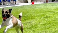 芝生ドッグランで愛犬がのびのび|京都のペンションK-yard