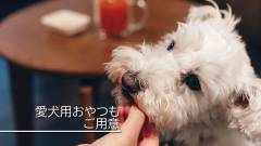 1636-slider03-akagi-futokoro-dog-treats