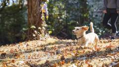 伊豆高原 AMAO VILLA 愛犬が喜ぶ広いドッグラン