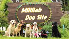 0190-slider02-millilab-dog-site