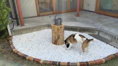 愛犬用トイレスペースを完備|京都のペンションK-yard